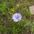 Flower in August in Buryat in Russia