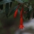 Flower and buds in June in Pedernales County, Domnic Republic