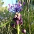 Muscari comosum Flower in May in Gard, Languedoc-Roussil, France