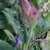 Flower Buds & Fruit - September - Wake Co., NC