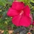 Flower/Buds - Summer - Mecklenburg Co., NC