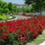 Red 'Noare' in the landscape
