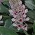 Flower Closeup - May - Pender Co., NC