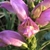 Flower Closeup
