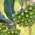 Efflorescence of bullet shaped flowers - Green calyx Yellow tip