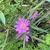 Flower in July in Escambia County, Florida