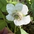 Flower in July in Tucker County, West Virginia