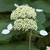 White flower bunch in June in Grundy County, Tennessee