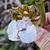 Flower in June in Esporido Santo, Brazil