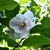 Flower & leaves in June in Peongchang in South Korea