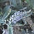 Flower and leaves in August in Lijiang, China