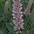 Flower/Leaves - May - Pender Co., NC