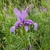 Flower in May in Bacs-Kiskun, Hungary