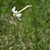 Flower in May in Hautes-Alpes, Provence-Alpes-Côte d'Azur, Franc