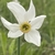 Flower in May in Lecco Lombardia in Italy