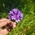 Flowers in May in Marin County, California