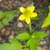 Five, glossy yellow petals, many stamens & many green carpels.