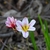 Flower in October in Adelaide Hills, Australia