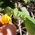 Yellow flower & leaves in October in Dare County, North Carolina