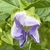 Flower in October in Tubingen, Germany