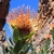 Flower in October in West Coast County, South Africa