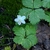 Flower in October in Whatcom County, Washington