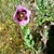 Flower in October in Elqui, Chile