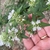 Flower - Aug. 2022 - Cabarrus Co., NC