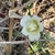 Flower in September in Gondola in Mozambique
