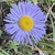 Flower closeup in September in Flagstaff, Arizona