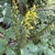 Flowers & seed pods in September in Ilan in Taiwan