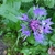 Top view of blue flower spikes in September in Moscow, Russia