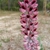 Reddish Flowers for Villosus in March in Duval County, Florida
