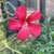 Flower - Summer - Mecklenburg Co., NC