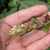 Flower bud in August in Humboldt County, California