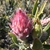Flower bud in June in West Coast County, South Africa