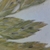 Flower buds close-up in May in Cuyahoga County, Ohio