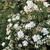 Flowers and buds in April in Brest, Belarus