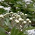 Flower buds in April in Beijing, China