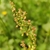 Flower buds in June in Provence-Alpes-Côte d'Azur, France