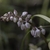 Flower buds in June in Darjeeling, India
