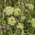 Flower buds in June in Gallatin County, Montana