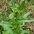 Flower buds in June in Harney County in Oregon