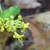 Flower buds in June in Hastings County, California