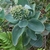 Flower buds and leaves in August in Warren County, Virginia