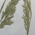 Flower buds in May in Cuyahoga County, Ohio