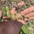 Flower buds in May in Washington County, Vermont
