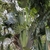 Bunched large flower pods in October.  Pinellas County, Florida