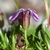 Flower closeup in August in Graubunden, Switzerland