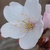 Flower close-up in May in Shkotovskiy rayon, Russia